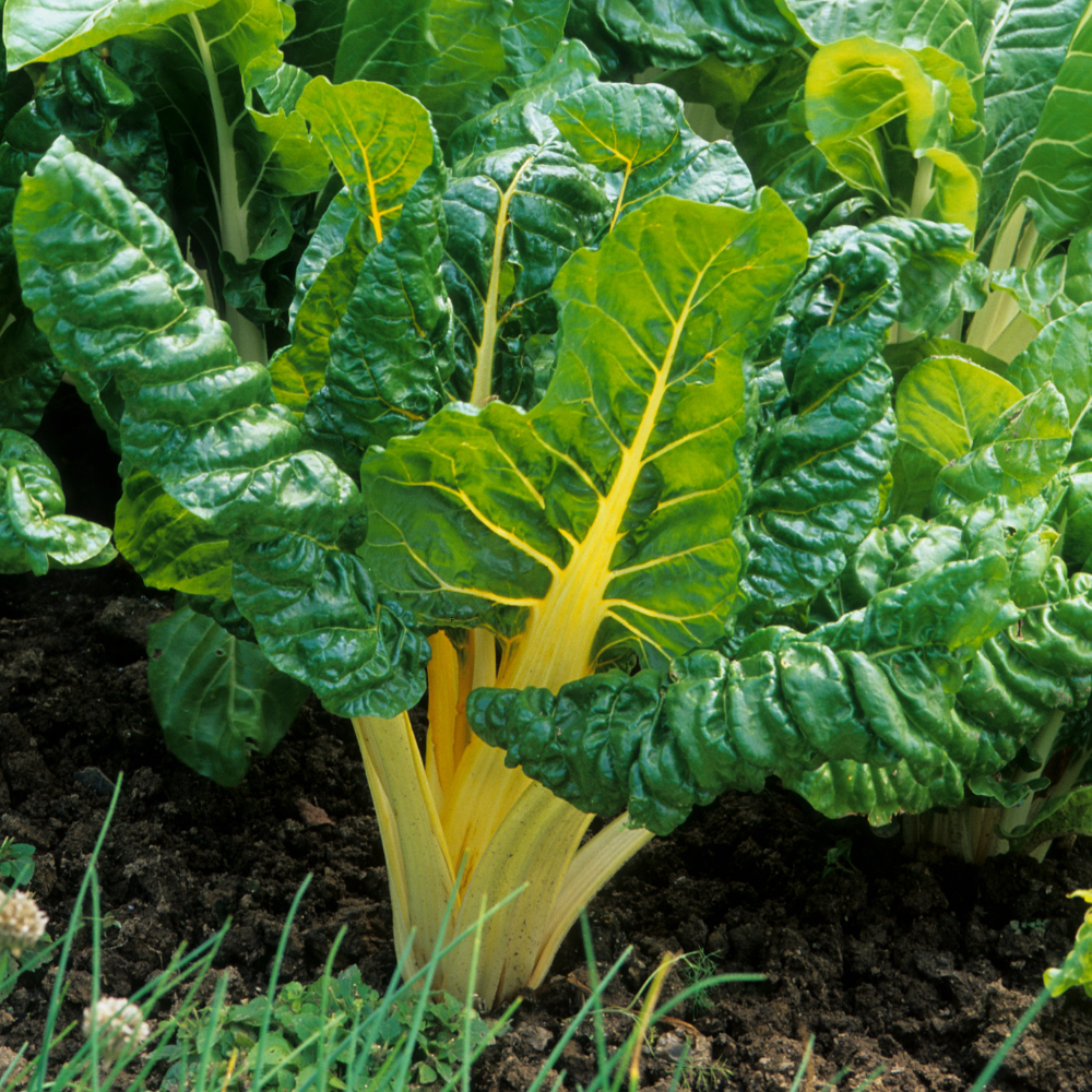 50 Pcs Rainbow Swiss Chard Seeds for Planting, Non-GMO, Fast Growing Multi-Color Vegetable Seeds, Leafy Greens for Home Gardens
