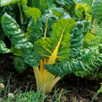 50 Pcs Rainbow Swiss Chard Seeds for Planting, Non-GMO, Fast Growing Multi-Color Vegetable Seeds, Leafy Greens for Home Gardens