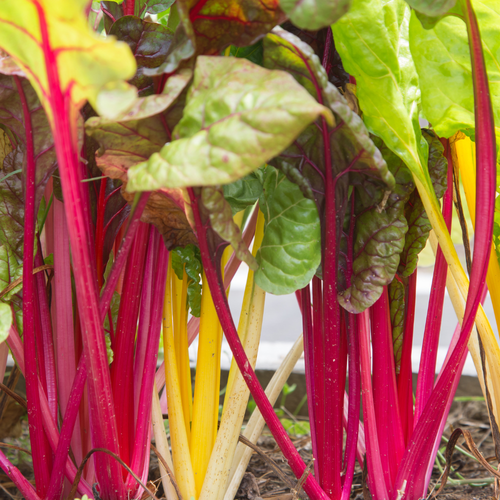 100 Pcs Rainbow Swiss Chard Seeds, Heirloom, Fast Growing, High-Yielding Vegetable Seeds for Backyard Garden & Containers