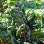 150 Pcs Rainbow Swiss Chard Seeds for Planting, Non GMO, Heirloom, Easy to Grow, Delicious Tender Greens, Ideal for Raised Beds, Containers & Gardens