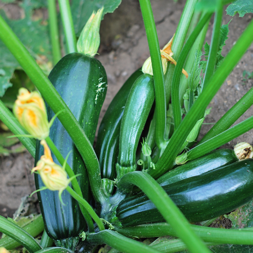 25 Dark Green Zucchini Seeds, Non GMO, Heirloom, High-Yield Summer Squash Seeds, for Pots, Containers & Gardens