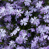1500 Mountain Phlox Seeds for Planting, Non-GMO, Heirloom, Vibrant Fragrant Flower Seeds, Ideal for Gardens & Ground Cover