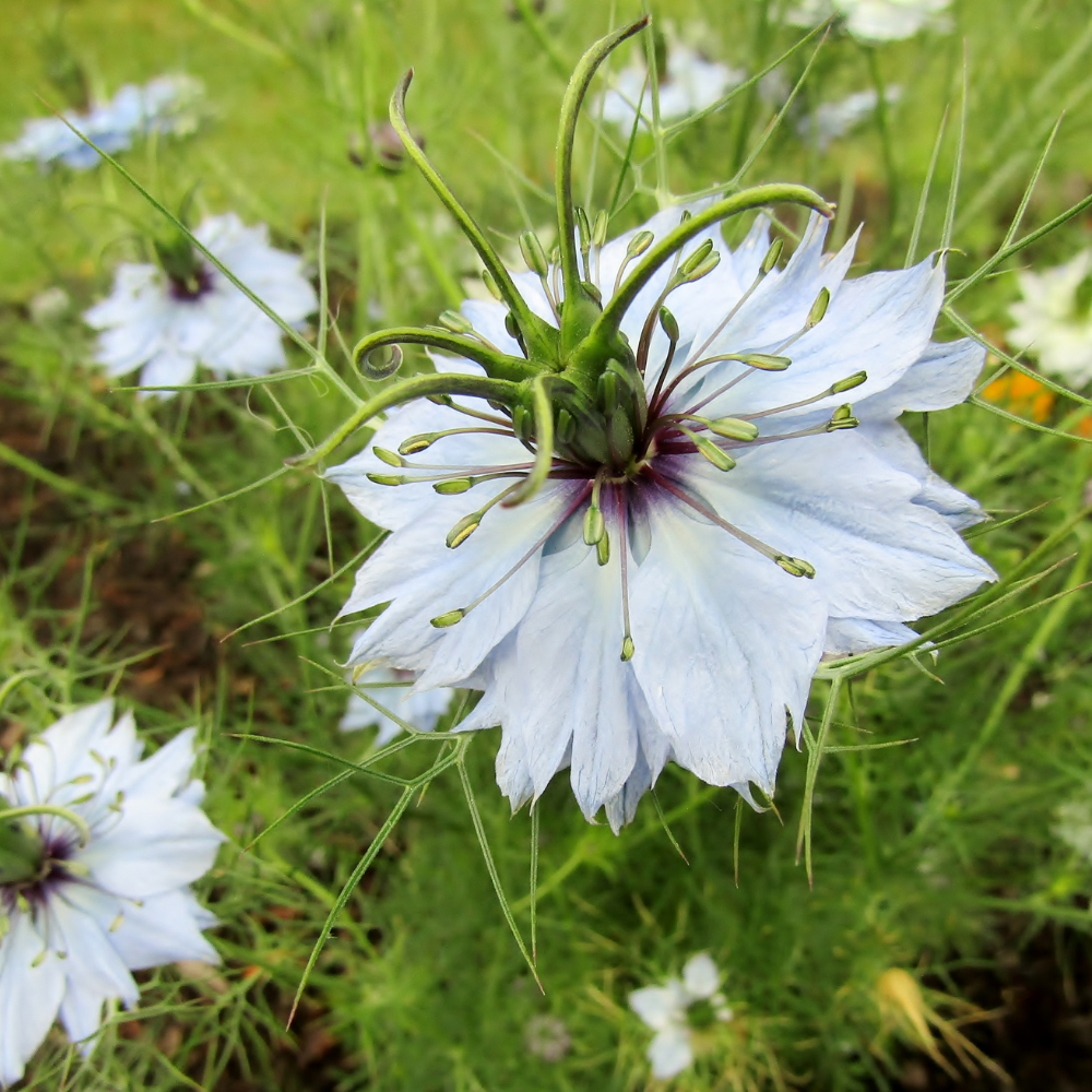 Blue Love In A Mist, Nigella damascena Flower Seeds, 100 Pcs, Non-GMO, Annual Vibrant True Blue Jewel Flowers with Misty Foliage, for Cut Garden