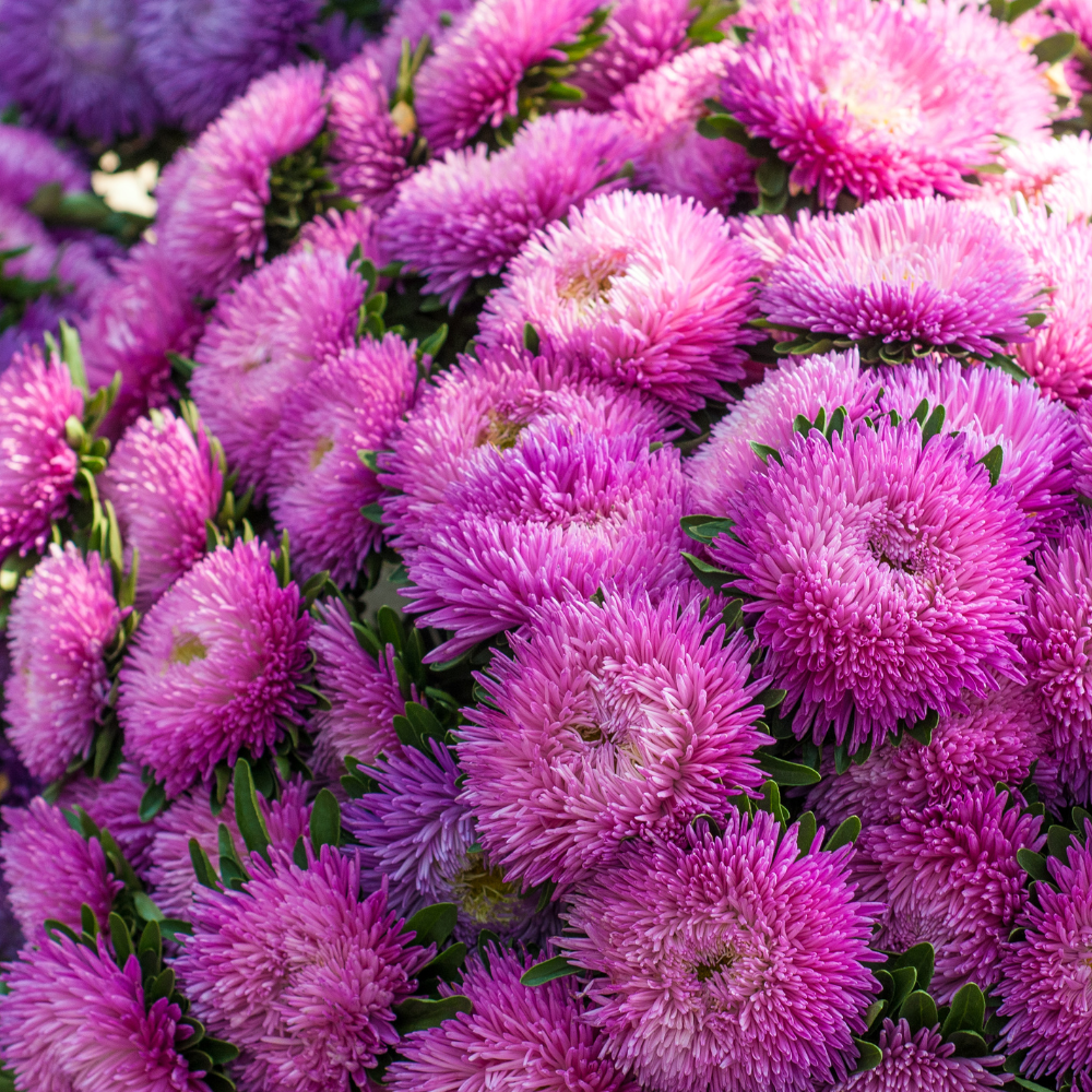 100 Crego Mix Aster Seeds, Non-GMO Callistephus chinensis Seeds, Heirloom, Vibrant Multi-Color Fluffy Feathered Blooms for Cut Flower Garden