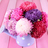 300 Crego Mix China Aster Seeds, Fast Growing, High-Yield Giant Multi-Color Feathered Blooms, Perfect Unique Seed Gift for Flower Lovers