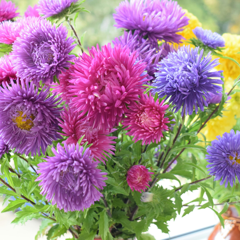 100 Crego Mix Aster Seeds, Non-GMO Callistephus chinensis Seeds, Heirloom, Vibrant Multi-Color Fluffy Feathered Blooms for Cut Flower Garden