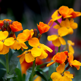 900 English Wallflower Seeds for Planting, Non GMO Cheiranthus cheiri, Easy to Grow, Cold Hardy Spring Flower Seeds, for Gardens & Landscaping