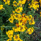 600 Pcs English Wallflower Seeds, Cheiranthus cheiri, Heirloom, High-Yielding, Fragrant Compact Blooms for Pots, Patio Containers, and Window Boxes