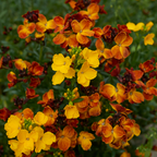 300 English Wallflower Seeds, Non-GMO Cheiranthus cheiri Seeds, Highly Fragrant Sunset Multi-Color Perennial Wildflower for Rock Gardens