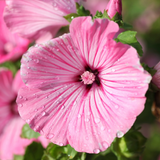 100 Rose Mallow Flower Seeds for Planting, Heirloom, Fast Growing, High-Yield Tall Showy Blooms, Perfect for Privacy Screen and Garden Background
