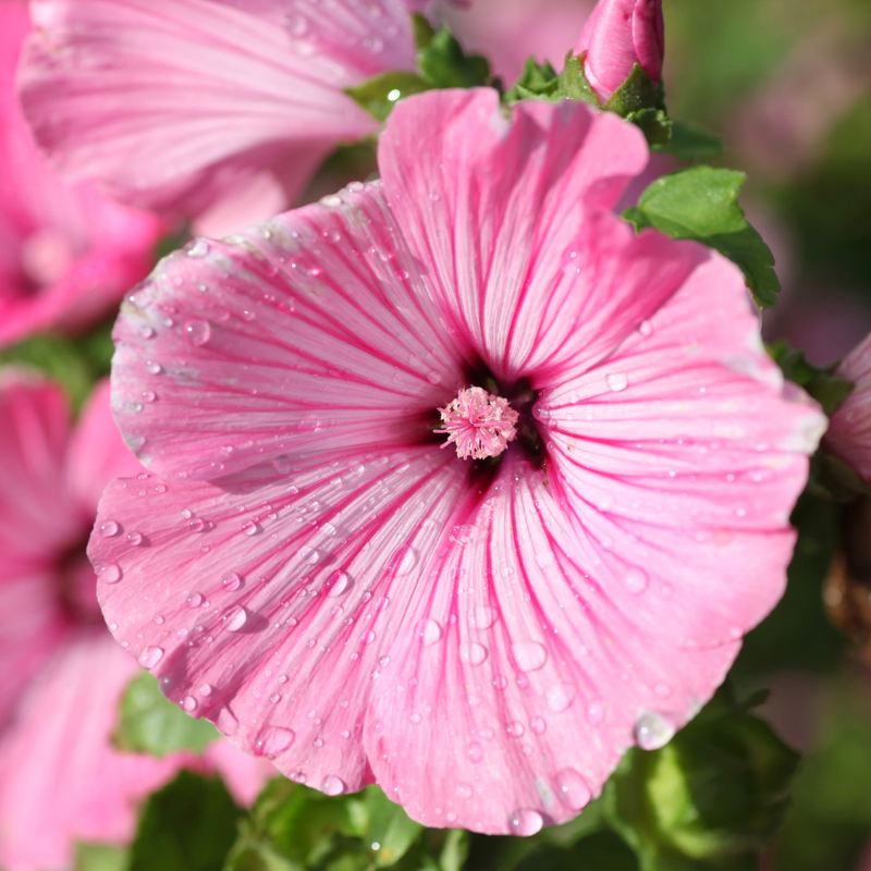 100 Rose Mallow Flower Seeds for Planting, Heirloom, Fast Growing, High-Yield Tall Showy Blooms, Perfect for Privacy Screen and Garden Background