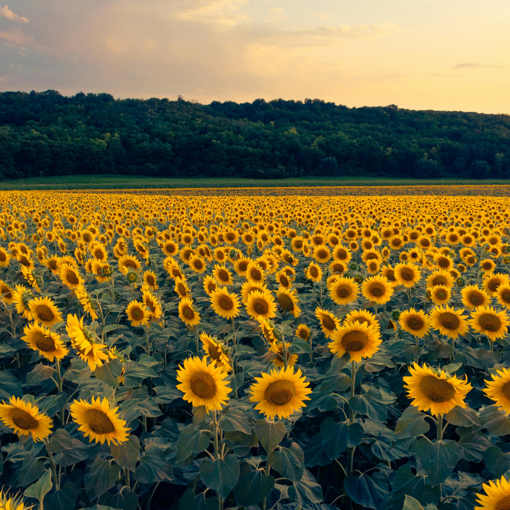 25 Lemon Queen Sunflower Seeds, Non-GMO Helianthus annuus Seeds, High Yield, Vibrant Tall Multi-Branching Lemon Yellow Flower for Gardens
