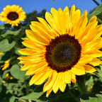 25 Lemon Queen Sunflower Seeds, Non-GMO Helianthus annuus Seeds, High Yield, Vibrant Tall Multi-Branching Lemon Yellow Flower for Gardens