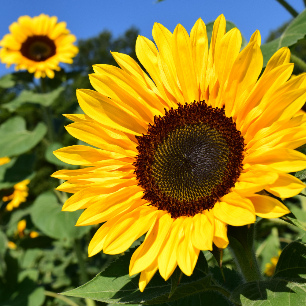 25 Lemon Queen Sunflower Seeds, Non-GMO Helianthus annuus Seeds, High Yield, Vibrant Tall Multi-Branching Lemon Yellow Flower for Gardens
