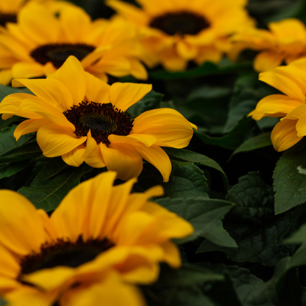 25 Lemon Queen Sunflower Seeds, Non-GMO Helianthus annuus Seeds, High Yield, Vibrant Tall Multi-Branching Lemon Yellow Flower for Gardens