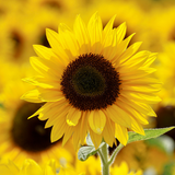 50 Lemon Queen Sunflower Seeds for Planting, Heirloom, Easy to Grow, Native Annual Flower Seeds, Perfect for Landscaping, Patio & Gardens