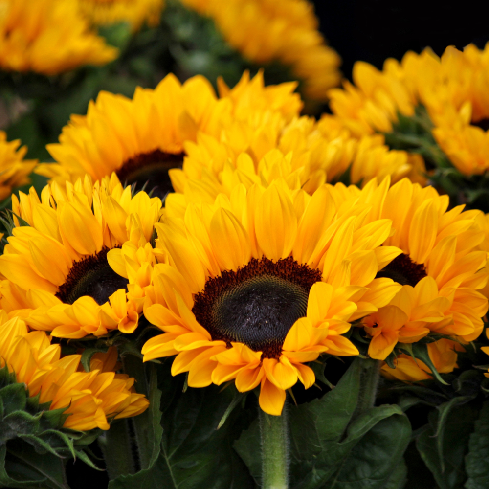 50 Lemon Queen Sunflower Seeds for Planting, Heirloom, Easy to Grow, Native Annual Flower Seeds, Perfect for Landscaping, Patio & Gardens