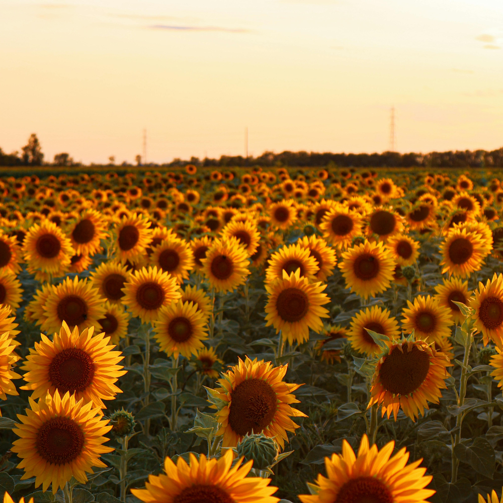 75 Lemon Queen Sunflower Seeds, Non GMO Helianthus annuus, Charming Tall Border Architectural Accent, Perfect Unique Seed Gift for Gardeners