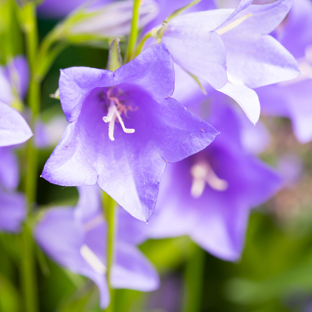1400 Tussock Bellflower Seeds, Easy to Grow, Heirloom, High-Yielding Flowering Groundcover for Edging, Walkways, and Stone Walls
