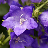 1400 Tussock Bellflower Seeds, Easy to Grow, Heirloom, High-Yielding Flowering Groundcover for Edging, Walkways, and Stone Walls