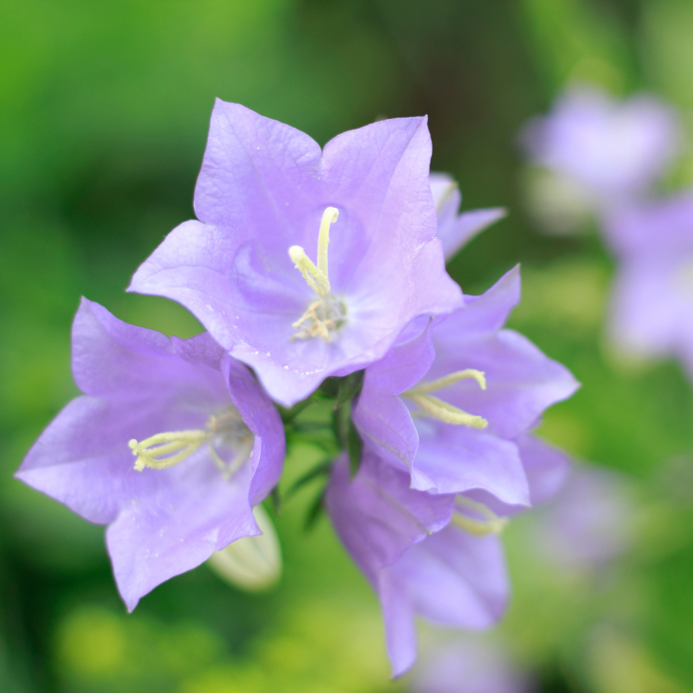 1400 Tussock Bellflower Seeds, Easy to Grow, Heirloom, High-Yielding Flowering Groundcover for Edging, Walkways, and Stone Walls