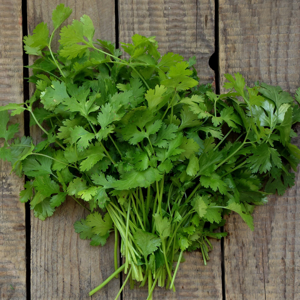 150 Slow Bolt Cilantro Seeds, Non-GMO, High Yield, Fast Growing Culinary Herb Seeds, Ideal for Raised Garden Beds