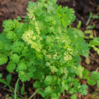 450 Slow Bolt Cilantro Seeds, Non-GMO Coriandrum sativum Seeds, High-Yielding, Heat Tolerant Edible Herb Seeds for Indoor, Outdoor Garden