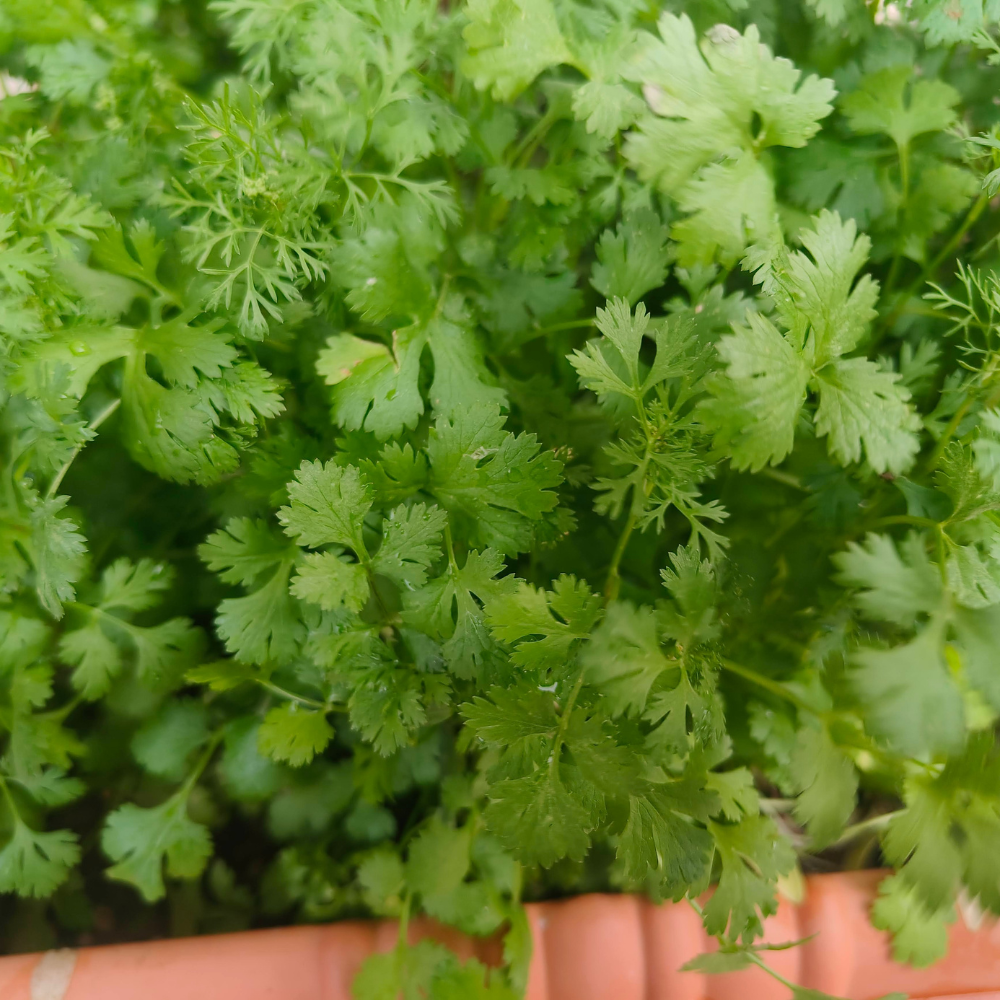 450 Slow Bolt Cilantro Seeds, Non-GMO Coriandrum sativum Seeds, High-Yielding, Heat Tolerant Edible Herb Seeds for Indoor, Outdoor Garden