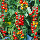 100 Large Red Cherry Tomato Seeds, Heirloom, Non-GMO Vegetable Seeds, Charming Heavy-Bearing Garden Accent, Ideal for Raised Bed Gardens, Pots and Trellises