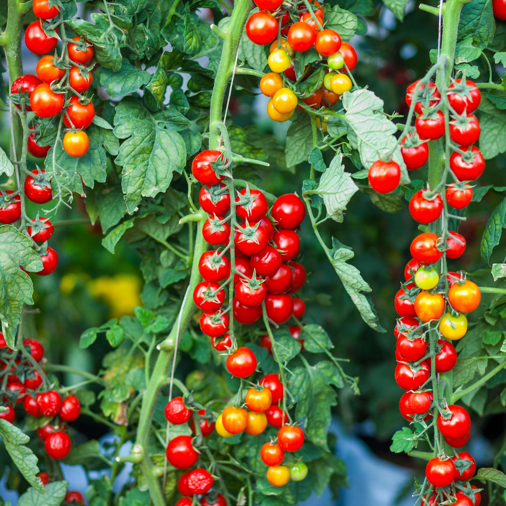 100 Large Red Cherry Tomato Seeds, Heirloom, Non-GMO Vegetable Seeds, Charming Heavy-Bearing Garden Accent, Ideal for Raised Bed Gardens, Pots and Trellises
