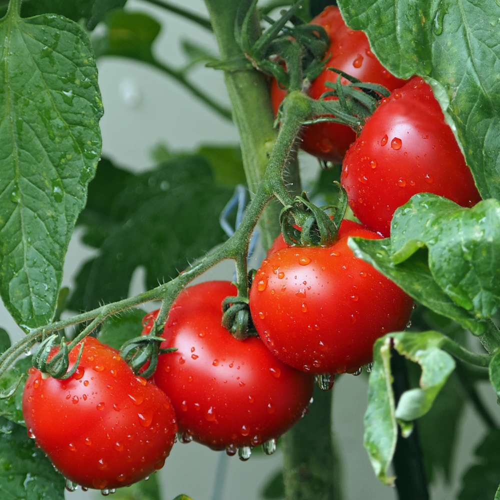 50 Large Red Cherry Tomato Seeds, Non-GMO Solanum Lycopersicum Seeds, Fast Growing, High-Yield Sweet Ruby Red Clusters, for Outdoor Planting