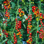 50 Large Red Cherry Tomato Seeds, Non-GMO Solanum Lycopersicum Seeds, Fast Growing, High-Yield Sweet Ruby Red Clusters, for Outdoor Planting