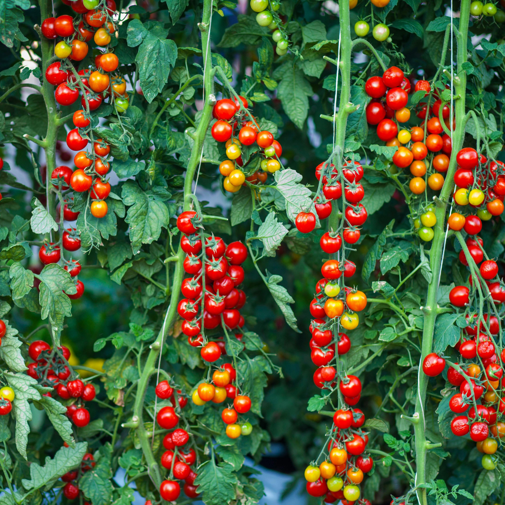 50 Large Red Cherry Tomato Seeds, Non-GMO Solanum Lycopersicum Seeds, Fast Growing, High-Yield Sweet Ruby Red Clusters, for Outdoor Planting