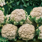 450 Snowball Cauliflower Seeds, Heirloom, Improved Self-Blanching White Cauliflower, High-Yielding Vegetable Seeds for Gardeners