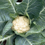 450 Snowball Cauliflower Seeds, Heirloom, Improved Self-Blanching White Cauliflower, High-Yielding Vegetable Seeds for Gardeners