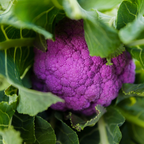 200 Purple Cauliflower Seeds, Non GMO, Easy to Grow Vegetable Seeds, Sweet Aromatic Violet Heads, Ideal for Outdoor Gardens