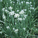 600 Garlic Chives Seeds, Heirloom, Non-GMO Herb Seeds, Charming White Star-Shaped Flower Accent, Unique Vegetable Seeds Gift for Gardeners