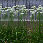 400 Garlic Chives Seeds for Planting Outdoors, Fast Growing, Easy to Grow, Cold Hardy Vegetable Seeds, Perfect Companion Plant for Garden Beds