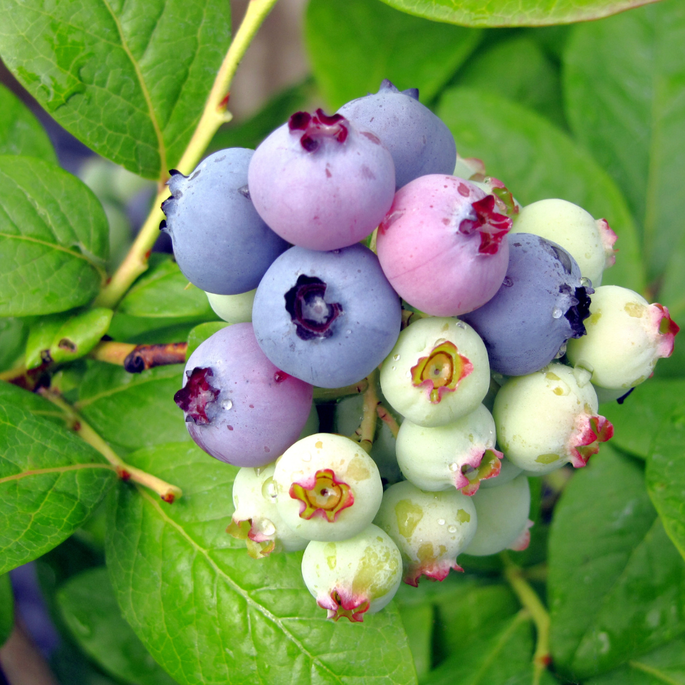 2 Large Huckleberry Plants Live for Planting in Pot, Easy to Grow, Cold-Hardy Native Deciduous Shrub, Well-Rooted Small Starter Plants for Home Garden
