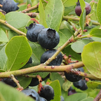 2 Large Huckleberry Plants Live for Planting in Pot, Easy to Grow, Cold-Hardy Native Deciduous Shrub, Well-Rooted Small Starter Plants for Home Garden