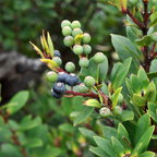2 Large Huckleberry Plants Live for Planting in Pot, Easy to Grow, Cold-Hardy Native Deciduous Shrub, Well-Rooted Small Starter Plants for Home Garden