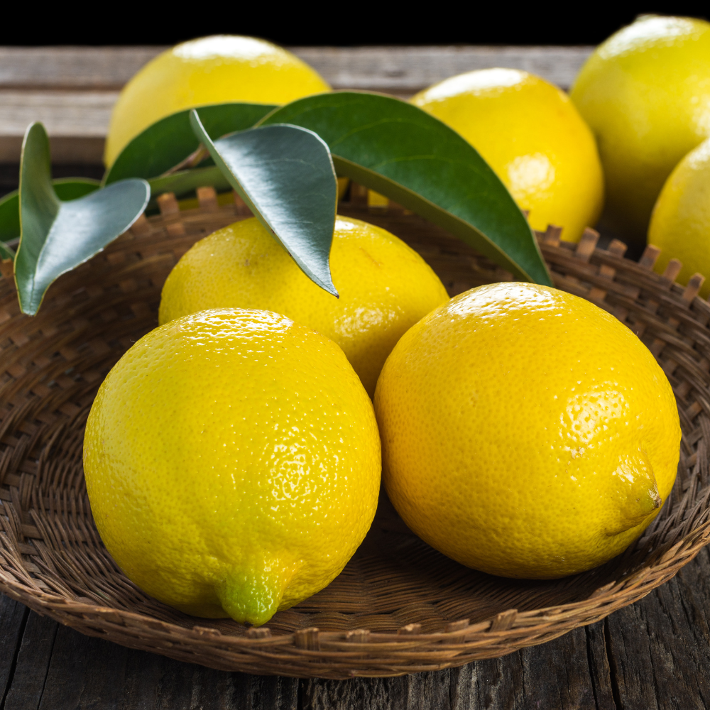 Fresh Meyer Lemon Tree Live Plant for Planting | 1–2 Ft Live Potted Citrus Plant | Edible Indoor or Outdoor Fruit Tree for Home Gardens, Patios & Containers (No Ship to CA,HI,AK)