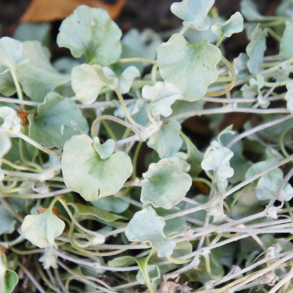 Silver Falls Dichondra Seeds, 20 Pcs,Non GMO, Low Maintenance, Decorative Cascading Plants for Hanging Planters & Outdoor Spaces