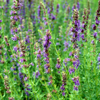 500 Anise Hyssop Seeds, Non GMO, Heirlooms, Long Lasting Seasonal Blooms, Decorative Flower Seeds for Patio Pots, Borders & Garden Spaces