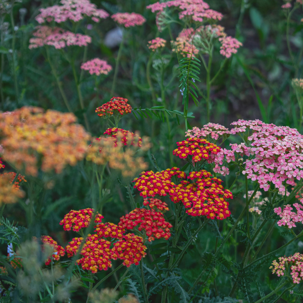 1500 Red Yarrow Seeds (Achillea millefolium rubra), Non GMO, Heirloom, Native Perennial Flower Seeds, Ruby Red Blooms, Spring & Fall Planting