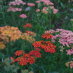 1500 Red Yarrow Seeds (Achillea millefolium rubra), Non GMO, Heirloom, Native Perennial Flower Seeds, Ruby Red Blooms, Spring & Fall Planting