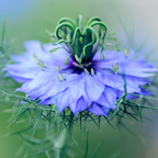 Blue Love In A Mist, 300 Nigella damascena Flower Seeds, Non-GMO, Annual High-Yield Soft Blue Misty Blooms, Ideal for Window Boxes, Borders & Gardens