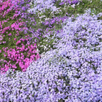 500 Mountain Phlox Seeds, Non-GMO, Native Wildflower Seeds, Vibrant Pink & Lavender Star-Shaped Perennial, Ideal for Gardens