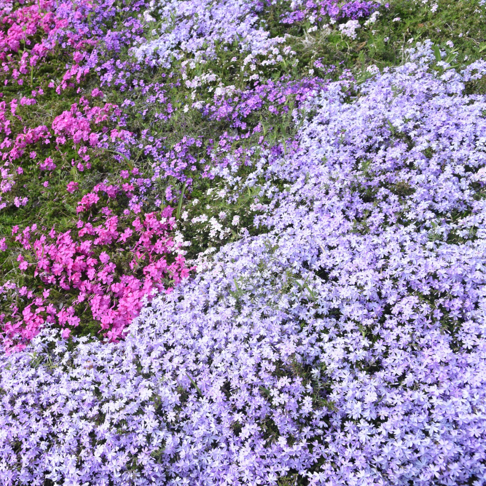 500 Mountain Phlox Seeds, Non-GMO, Native Wildflower Seeds, Vibrant Pink & Lavender Star-Shaped Perennial, Ideal for Gardens