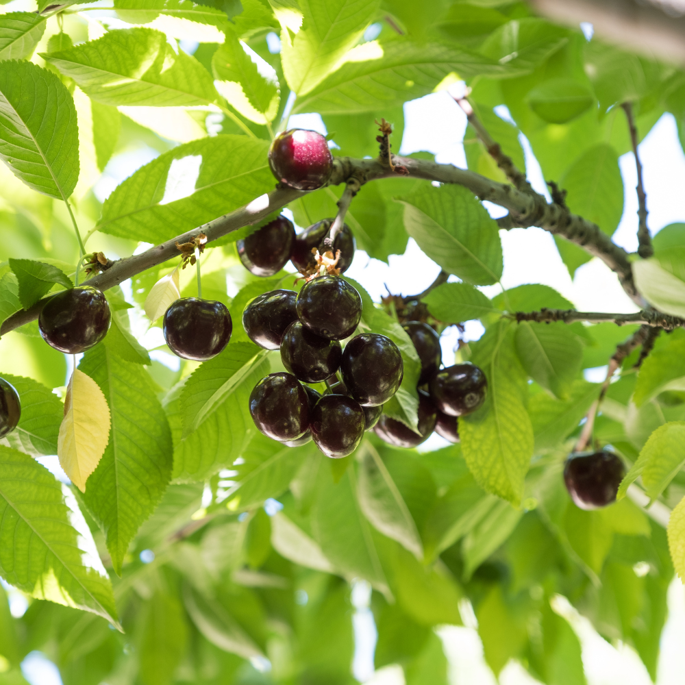 Garden Huckleberry Seeds, 150 Pcs, Heirloom, High Yield, Easy Care Fruit Seeds, for Pots, Containers, and Backyard Gardens